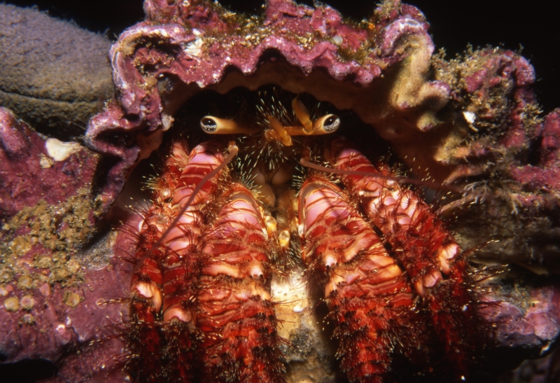 Hermit crab-Wolf Island