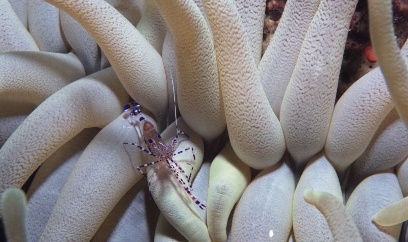 Pederson cleaning shrimp on Giant Caribbean anemone-Saba
