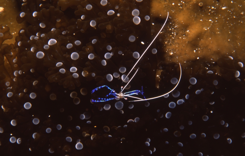 Pederson cleaning shrimp on anemone-Belize