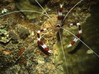 Banded coral shrimp-Truk Lagoon