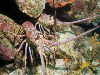 Caribbean spiny lobsters (dig)-British Virgin Islands
