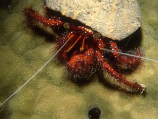 Hermit crab-Kavieng, Papua New Guinea (1)