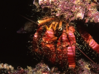 Hermit crab-Wolf Island, Galapagos