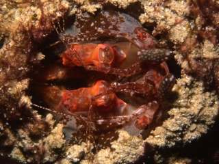 Javelin mantis shrimp-Similan Islands