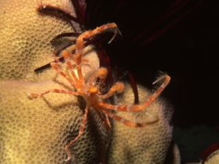 Spider crabs-Coral Sea, Australia