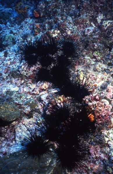 Black spiny sea urchins-Cocos Island