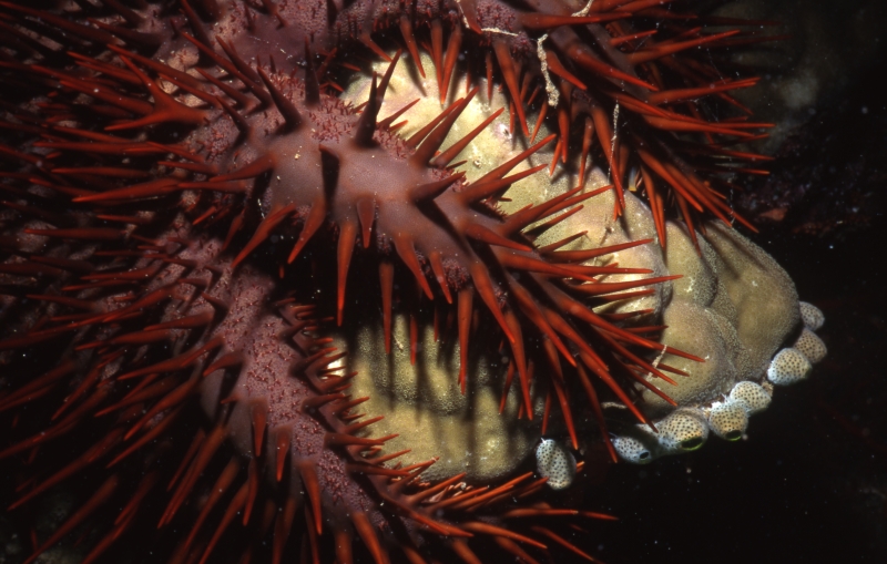 Crown of thorns engulfing coral-Kavieng
