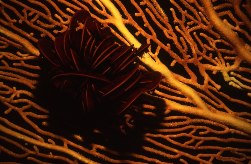 Feather star curled up on Sea fan-Coral Sea, Australia