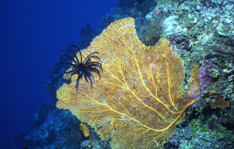 Feather star on Sea fan-Coral Sea