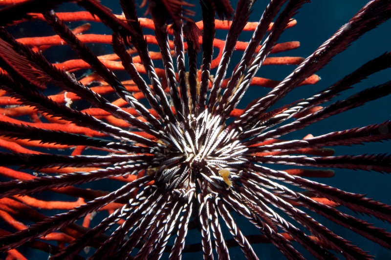 Feather star oral disc & arms (dig)-Fiji