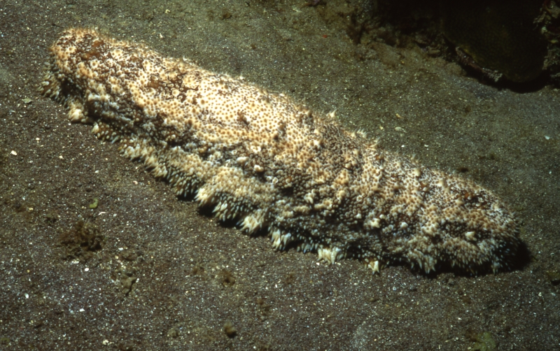 Furry sea cucumber-Saba