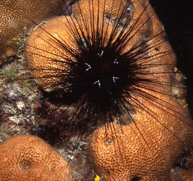 Long-spined black urchin-Dominica