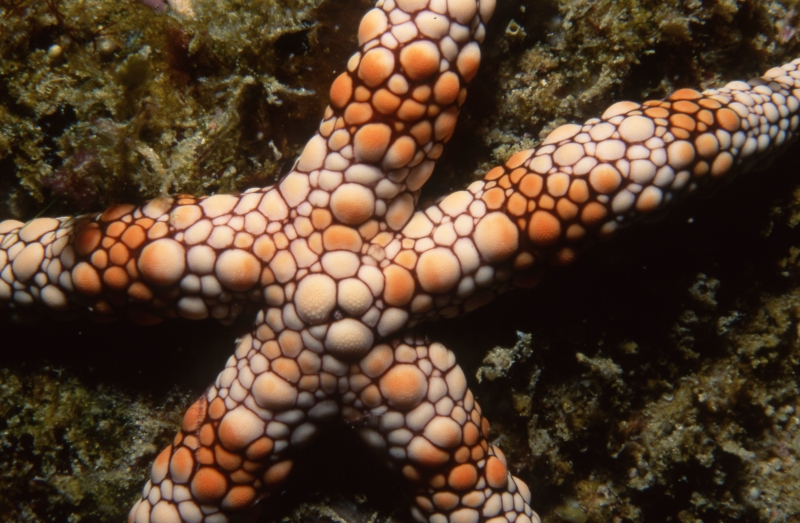 Rose sea star-Seychelles
