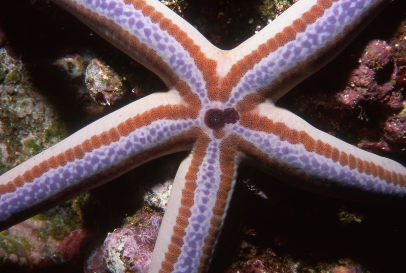 Sea star-Galapagos