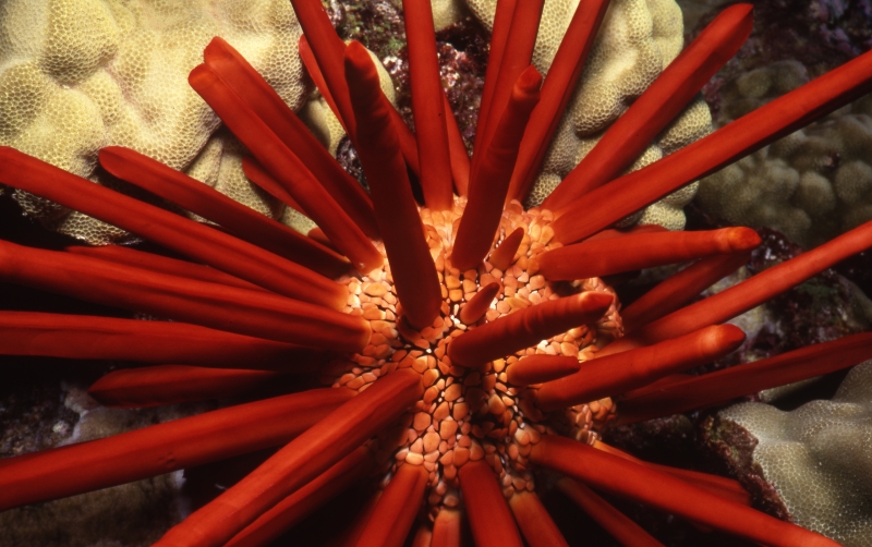 Slate pencil urchin-Molokini Crater, Maui