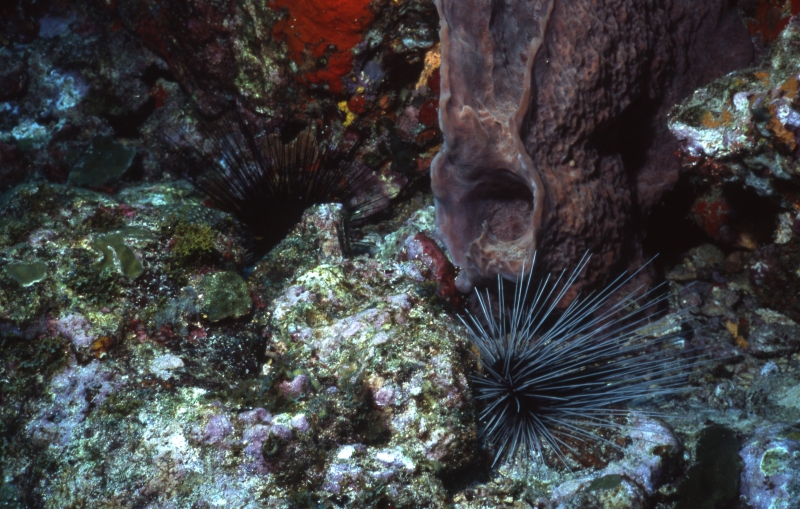 Spiny sea urchins-Grenada