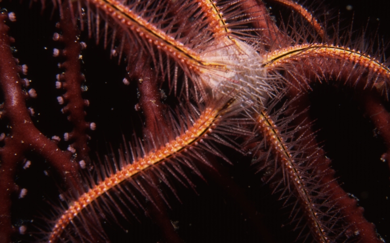 Sponge brittle star on Deepwater lace fan-Bequia, Grenadines