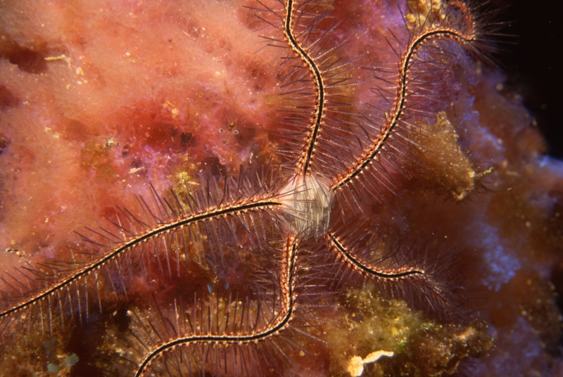 Sponge brittle star on Iridescent sponge-Grand Cayman Island