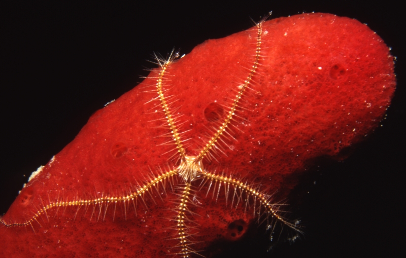 Sponge brittle star on Red rope sponge-Belize