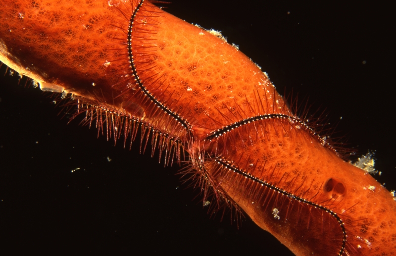Sponge brittle star on rope sponge-Grand Cayman Island