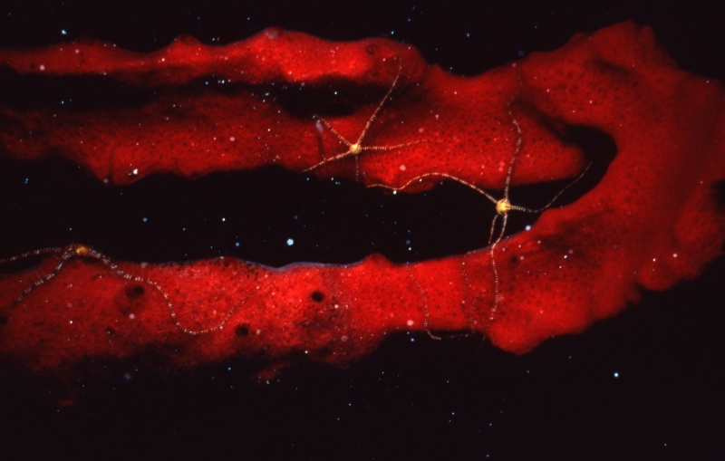 Sponge brittle stars on Red rope sponge-New Providence Island