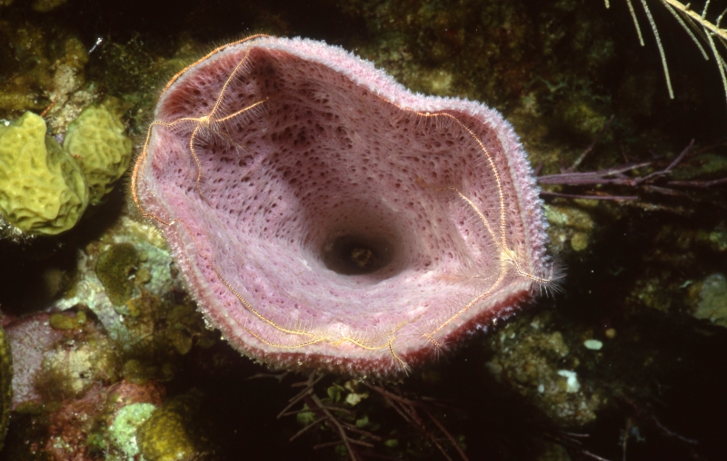 Sponge brittle stars on vase sponge-Grand Cayman Island