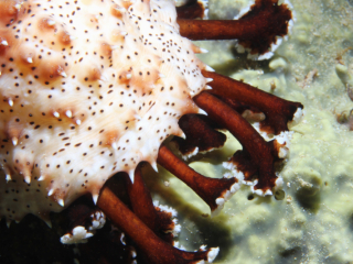 Black-Spotted Sea Cucumber-Anilao, Philippines