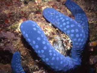 Blue sea star-Kavieng