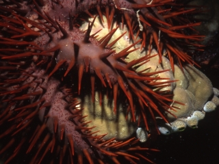Crown of thorns engulfing coral-Kavieng