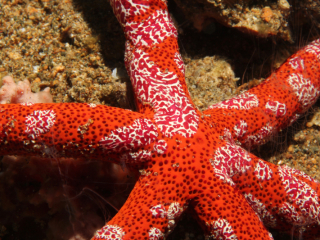 Multipore Sea Star-Anilao, Philippines