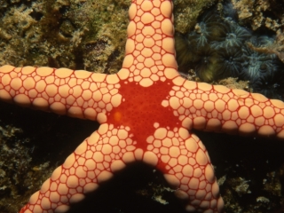 Necklace sea star-Seychelles