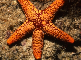 Necklace sea star-Similan Islands, Thailand