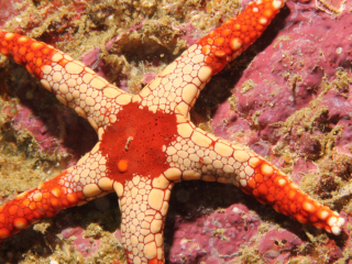 Peppermint Sea Star-Anilao, Philippines