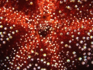 Pin cushion urchin-Red Sea, Egypt