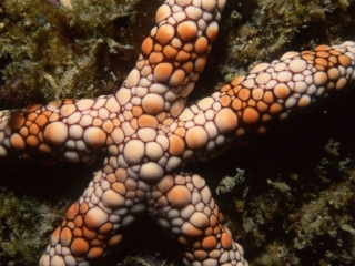 Rose sea star-Seychelles