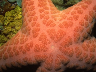 Sea star-Kavieng, Papua New Guinea