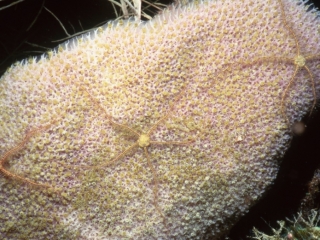 Spomge brittle stars on vase sponge-Grand Cayman