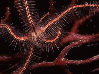 Sponge brittle star & Deepwater lace fan-Bequia