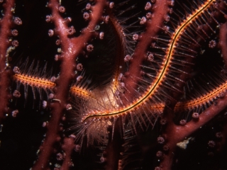 Sponge brittle star arms wrapped around Deepwater lace fan-Bequia