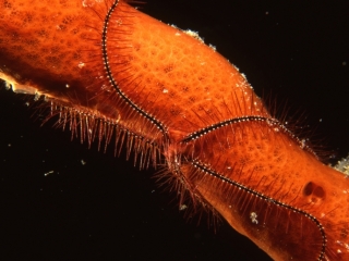 Sponge brittle star on rope sponge-Grand Cayman Island