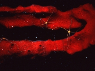 Sponge brittle stars on Red rope sponge-New Providence Island