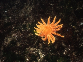 Sunflower star-Snake Island, Nanaimo