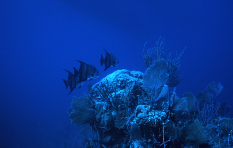 Atlantic spadefish-Exumas, Bahamas