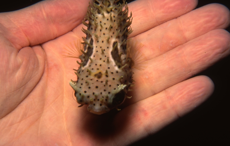 Baby Bridled burrfish in my hand-St. Kitts