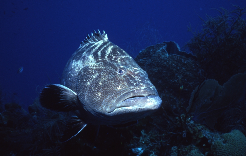 Black grouper-Belize