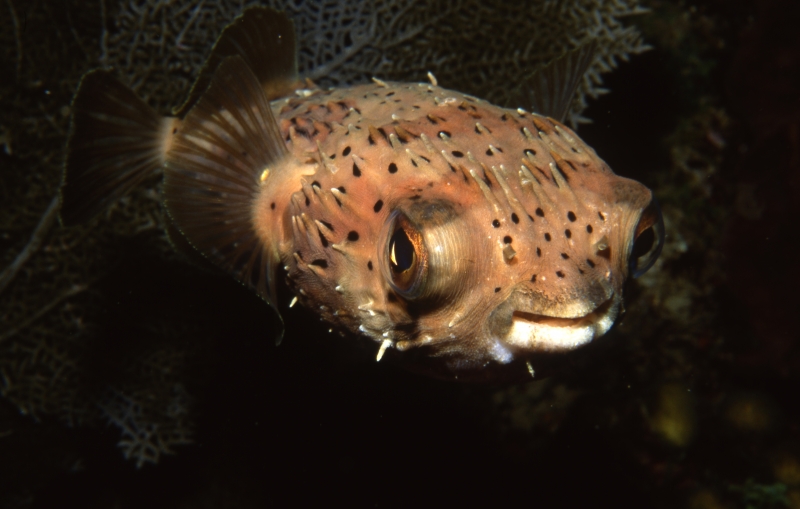 Bridled burrfish-St. Kitts