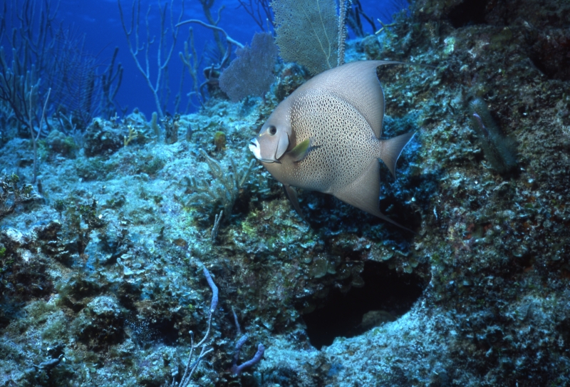 Gray angelfish-Exumas, Bahamas