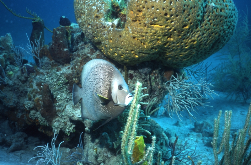 Gray angelfish by large sponge-Exumas, Bahamas