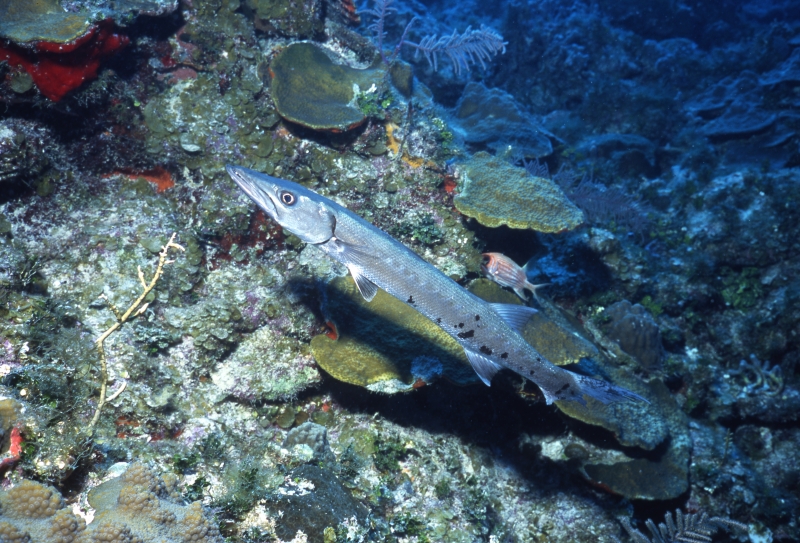 Great barracuda-Provo, Turks & Caicos