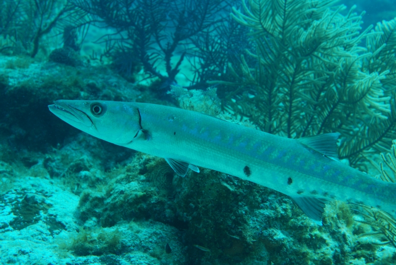 Great barracuda and gorgonians (dig)-Belize
